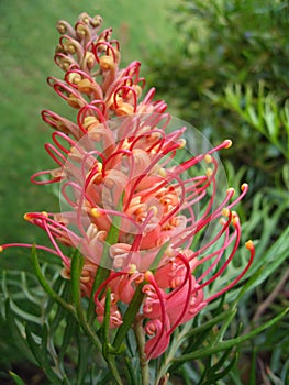 Australian Grevillea