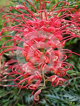 Australian Grevillea