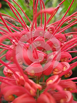 Australian Grevillea