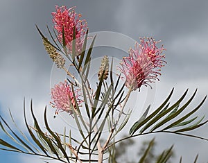 Australian grevillea against cloudy sky