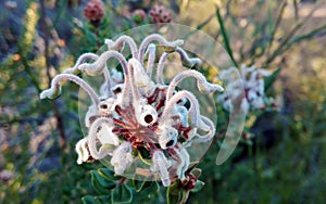 Australian Grevillea buxifolia grey spider flower