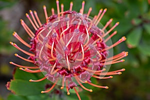 Australian grevillea shrub flower photo