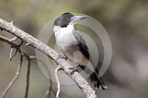 Grey Butcherbird