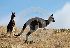 Austrálsky šedá klokan 