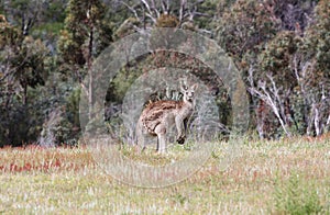 Australian Grey Kangaroo