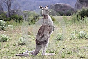 Australian Grey Kangaroo photo