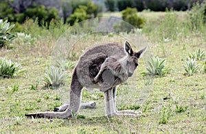 Australian Grey Kangaroo photo