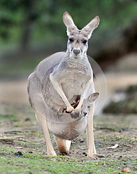Austrálsky šedá klokan dieťa alebo v vak 