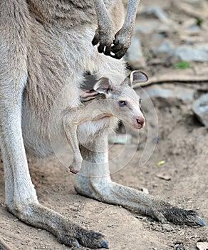 Austrálsky šedá klokan dieťa  v vak 
