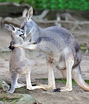Austrálsky šedá klokan zahŕňa dieťa alebo 