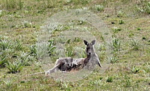 Australian Grey Kangaroo with young joey photo