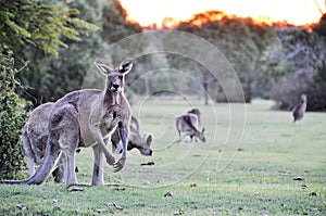 Australian grey kangaroos grazing on fresh grass farm paddock