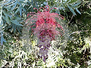 Australian Grivelleas Flower