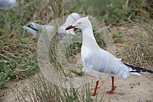 Australian Gulls nesting on Penguin Island, Freemantle, Western Australia