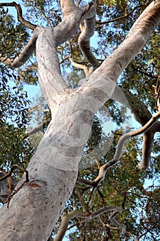 Australian Gum Tree photo