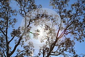 Australian gum tree background