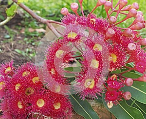 Australian gum tree eucalyptus in red flower