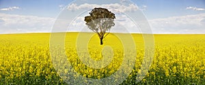 Australian gum tree in field of canola