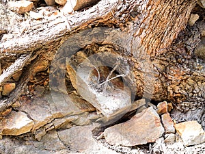 Australian gum tree growing in a harsh soil