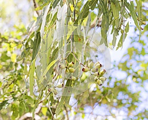Australian gum tree gumnuts photo
