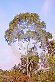 australian gum tree during sunset, perth australia