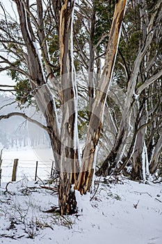 Australian gum trees in the winter snow