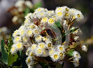 Australian gumtree flowers (Angophora hispida)