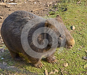 Australian hairy nosed wombat