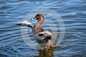 Australian Hardhead Duck