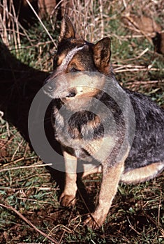 Australian Heeler or Australian Cattle dog, also known as a Blue Heeler