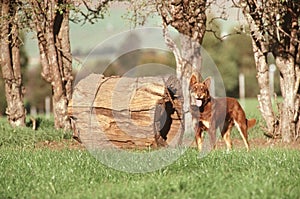 Australian Heeler or Australian Cattle dog, also known as a Red Heeler