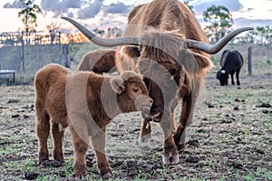 Australian Highland