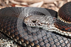 Australian Highlands Copperhead