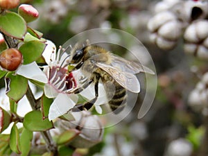 Australian Honey Bee Pollinating Manuka Flower