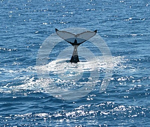 Australian Humpback Whales