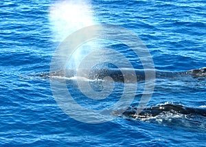 Australian Humpback Whales