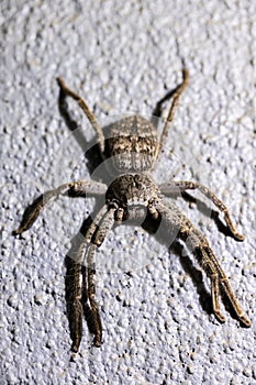 An australian huntsman Spider
