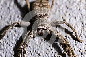 An australian huntsman Spider