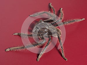 Australian huntsman spider close up