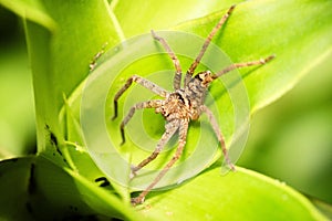 Australian Huntsman Spider photo
