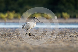 Australian Ibis - Threskiornis moluccus black and white ibis from Australia looking for crabs during low tide