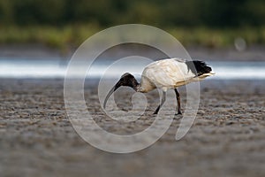 Australian Ibis - Threskiornis moluccus black and white ibis from Australia looking for crabs during low tide