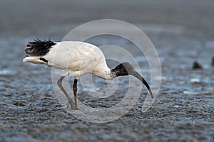 Australian Ibis - Threskiornis moluccus black and white ibis from Australia looking for crabs during low tide