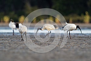 Australian Ibis - Threskiornis moluccus black and white ibis from Australia looking for crabs during low tide