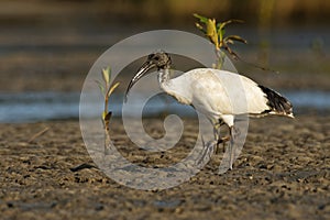 Australian Ibis - Threskiornis moluccus black and white ibis from Australia looking for crabs during low tide