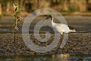 Australian Ibis - Threskiornis moluccus black and white ibis from Australia looking for crabs during low tide