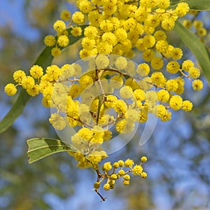 Australian Icon Golden Wattle Flowers