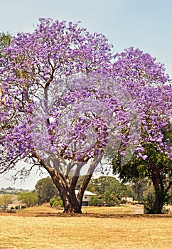 Australian Jacaranda tree blossoming full of purple violet flowers