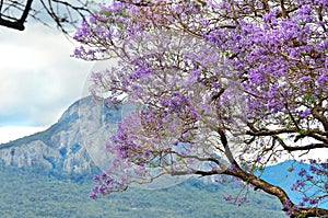 Australiano un árbol en lleno a florecer lleno de púrpura flores 