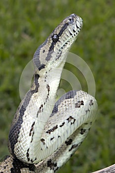 Australian Jungle Carpet Python